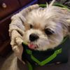 Toby