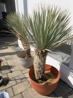 Cold Hardy Palm trees! Windmill Palms, yuccas, & Cactus