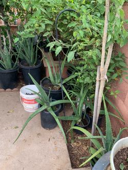 Part two of the many plants available for purchase
