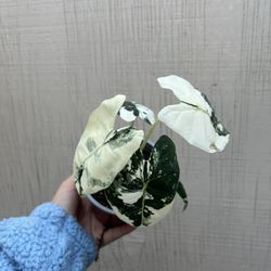 4” alocasia frydek high variegated