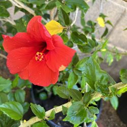 5 Gal Red And/ Or Purple Hibiscus 
