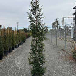 Eugenia Privacy Hedge