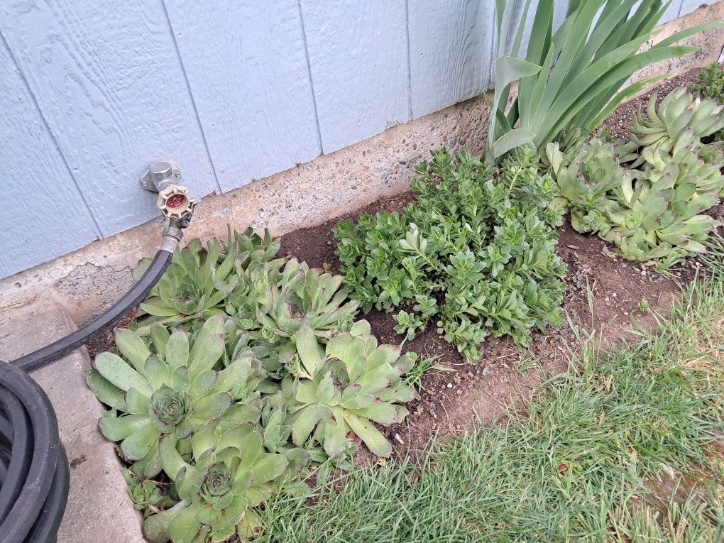 Giant Hens And Chick's Succulents