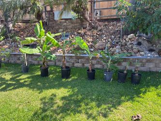 Banana Tree