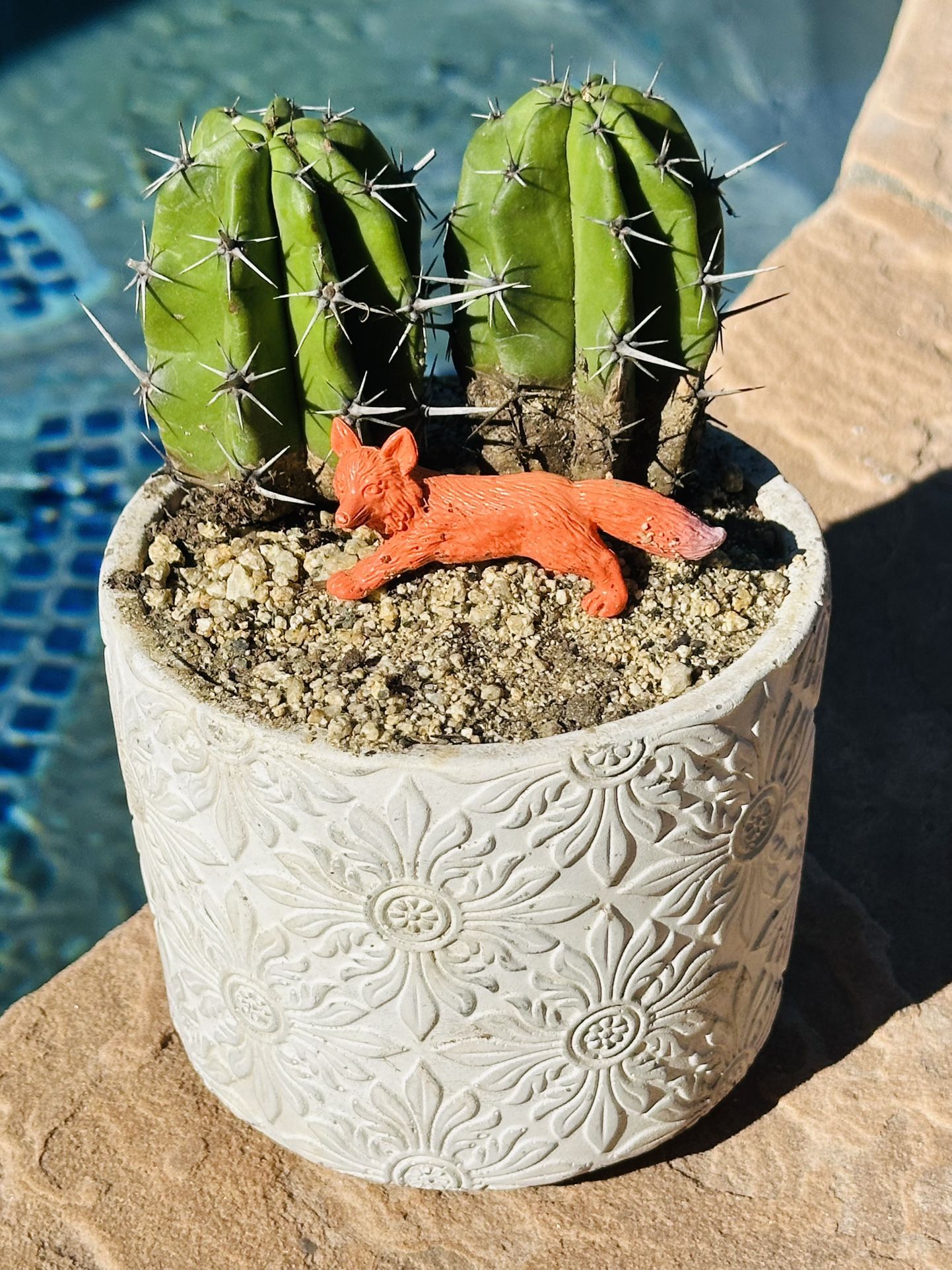 Cactus With White Ceramic Pot