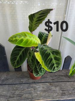 Jungle Velvet calathea