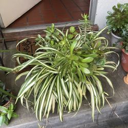 Spider Plant/succulents 