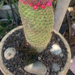 Cactus Beautiful Flowers In Ceramic Pot  15 Inch Tall.