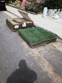 Grass