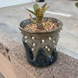 Hand Crafted Planter And Plant