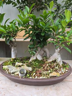Ficus Bonsai Forest Planting