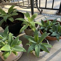 Foxtail Agave Plants