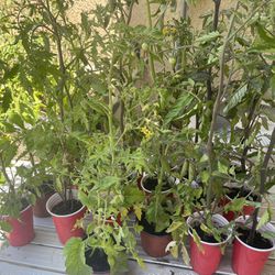 Tomato 🍅 Plants 