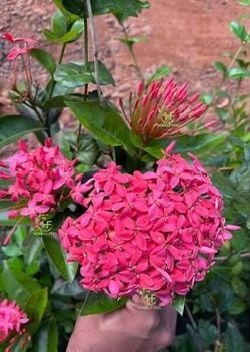 Ixora Plant 