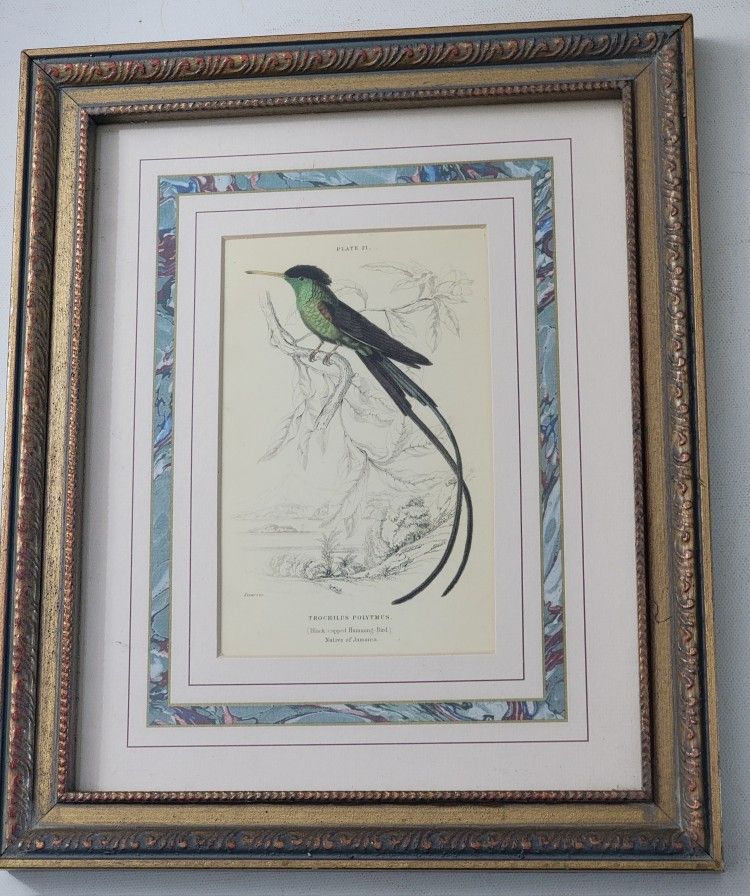 BLACK CAPPED HUMMINGBIRD(TROCHILUS POLYTMUS)