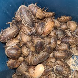 Dubia Roaches