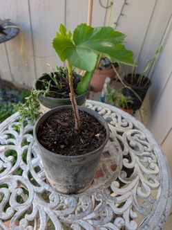 Plants