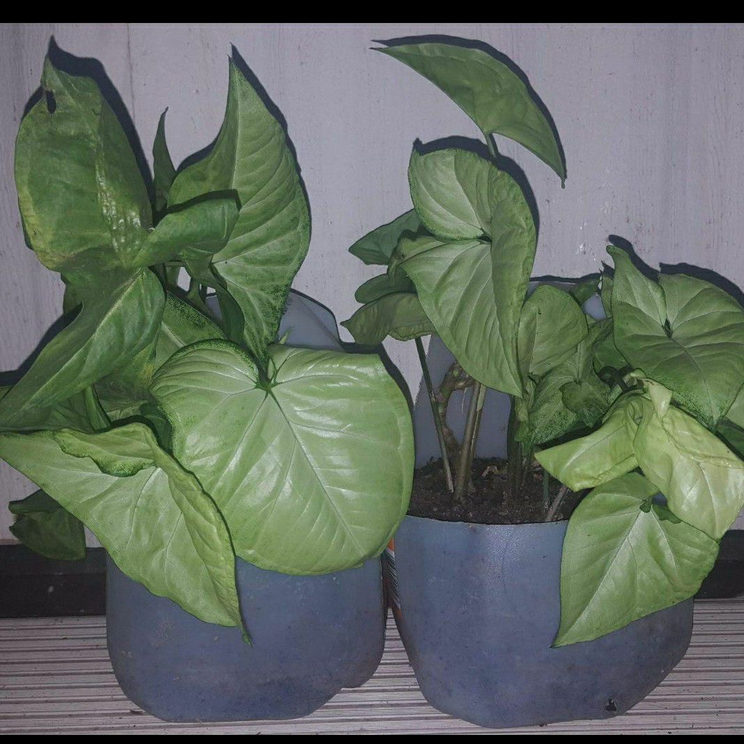 Arrowhead house plants