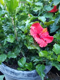 Tulipanes