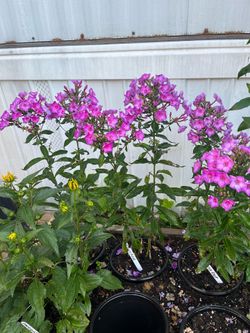 Phlox