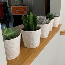 Succulents $5 Each