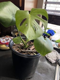 Monstera  Deliciosa
