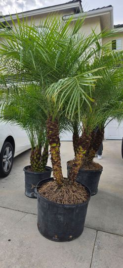 25 gallon pygmy date palm trees