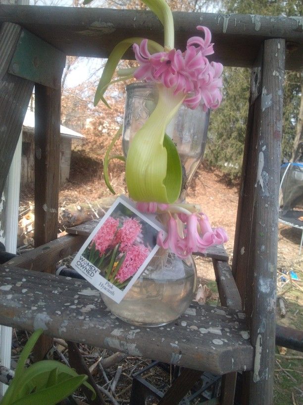 hyacinth pink
