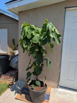 Fig Tree ( Árbol De Higo )