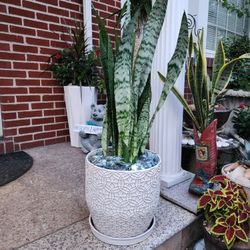 Beautifull Mature Snake Plants ...$35 Each