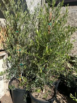 15 gallon pot Olive tree 55$