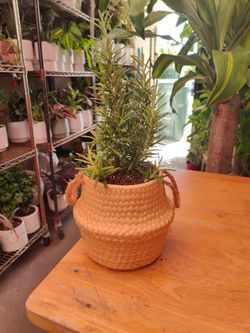 Rosemary Romero Plant