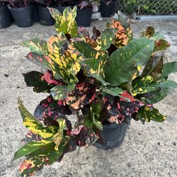 Assorted Croton In 3 gls Pot. SPECIAL PRICE 🤩