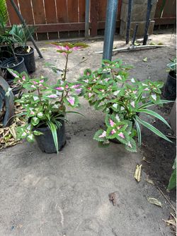 2 plants