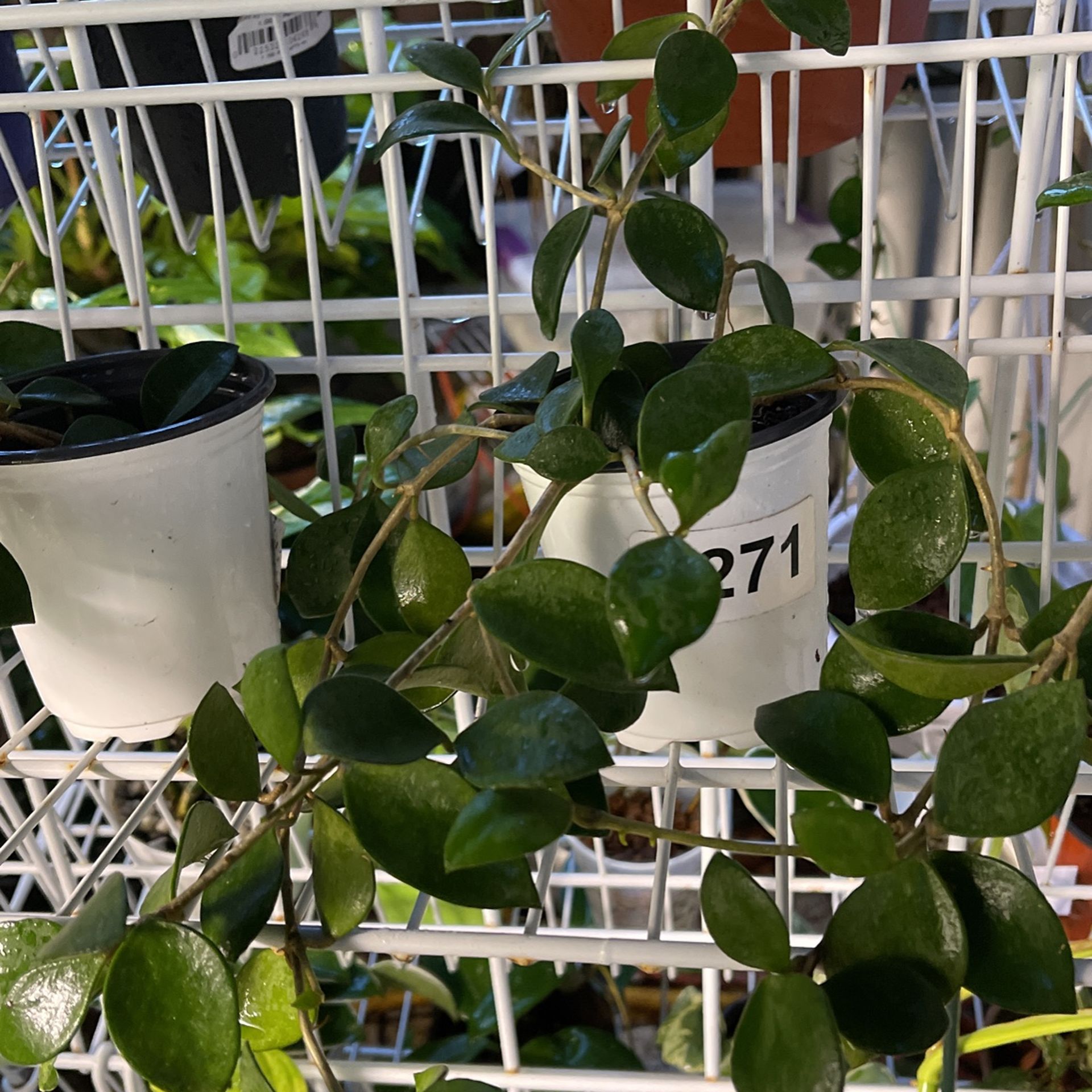 Hoya Hoya Hoyas 50+ Varieties Cuttings And Rooted for Sale in Halndle