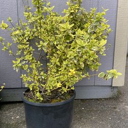Golden Euonymus - 3ft Tall In a 5gal Planter