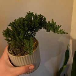 Juniper Bonsai Tree Plant!! $30