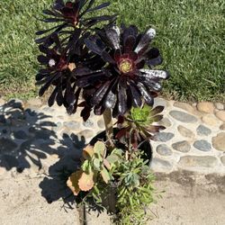 Succulent Arrangements In A Gallon Pot 