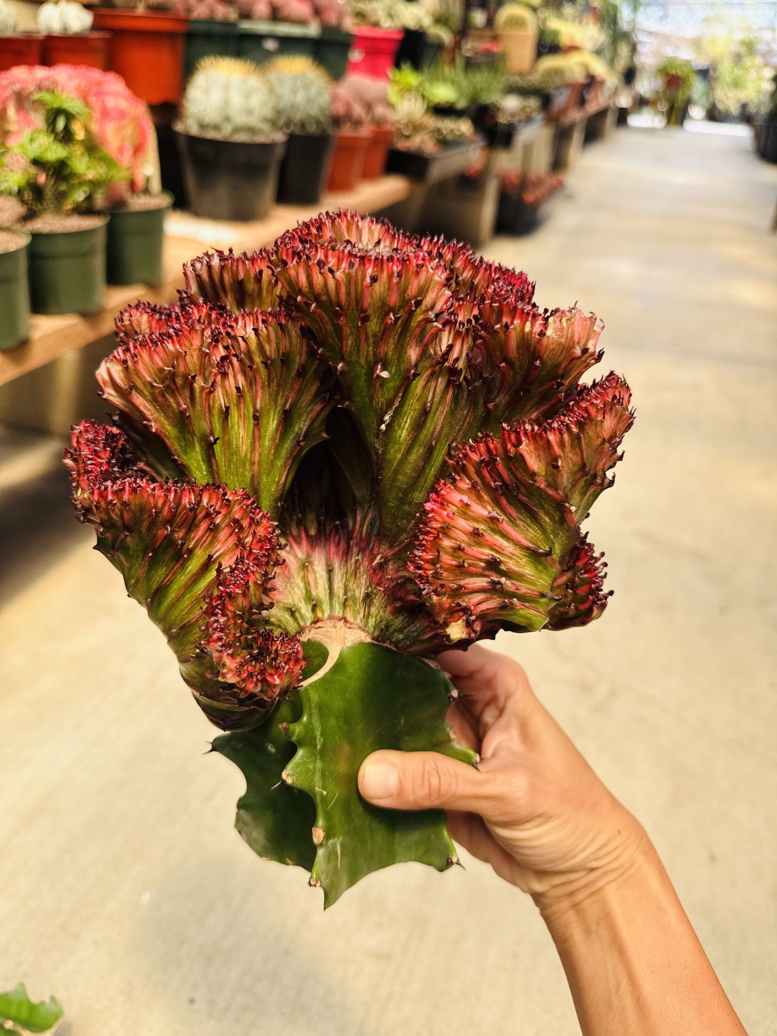 Euphoria Lactea Crest Red Color