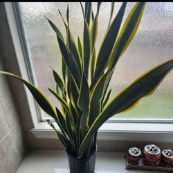 Sansevieria Plant