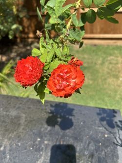 Roses - True bloom True Inspiration And True Passion