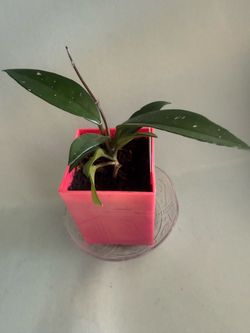 Hoya Carnosa plant