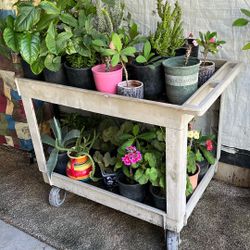 Small Plants
