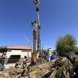 Tree Trimming/ Stump Grinding 