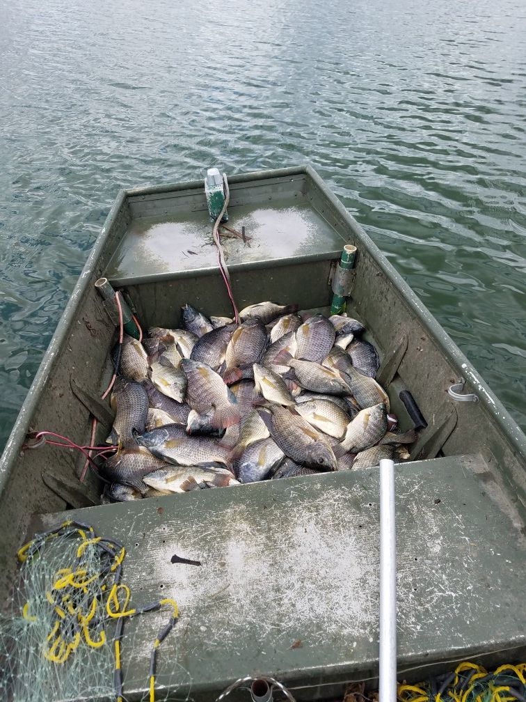 Mojarras-Tilapias