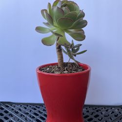 Succulent SEE OTHER OFFERS