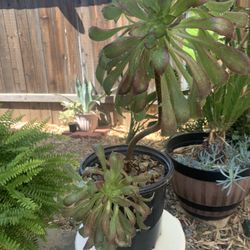 Succulent plant-aeonium