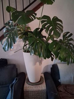 Large plant with planter