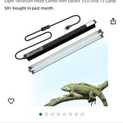 Reptiles 