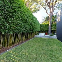 Privacy Bamboo ~  Expert Advice ~